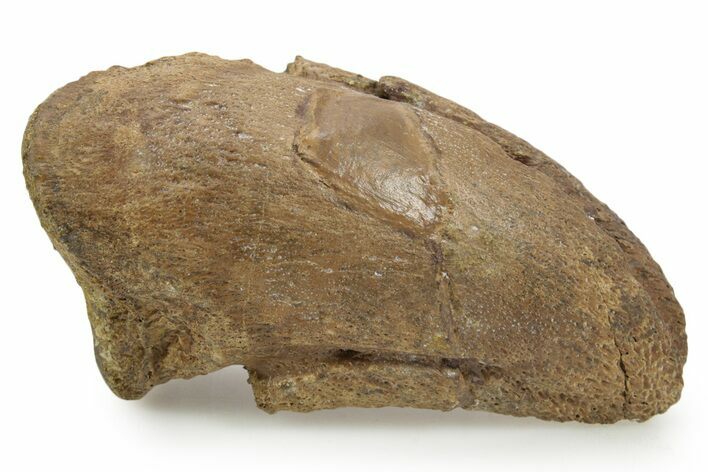 Dinosaur (Pachycephalosaurus) Toe Ungual (Claw) - South Dakota #382467